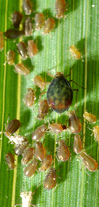 R. padi adults and nymphs